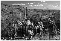Desert in spring with cholla cactus, Rincon Mountain District. Saguaro National Park ( black and white)
