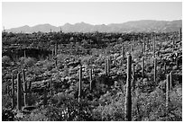 Lush Sonoran desert landscape, Rincon Mountain District. Saguaro National Park ( black and white)