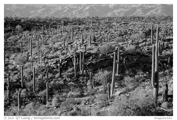 Cactus and  brittlebush on a flat, Rincon Mountain District. Saguaro National Park (black and white)