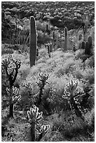 Backlit cholla and saguroa cacti, brittlebush. Saguaro National Park ( black and white)