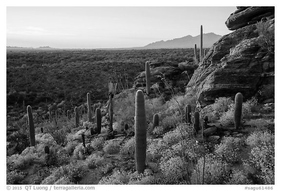 Last light on blooming brittlebush, cactus, and rocky outcrop. Saguaro National Park (black and white)