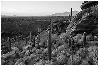 Last light on blooming brittlebush, cactus, and rocky outcrop. Saguaro National Park ( black and white)