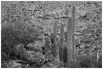 Green saguro cactus and slope painted red by sunset light. Saguaro National Park ( black and white)