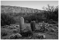 Desert Zinnia flowers, cactus, and Rincon Mountains at sunset. Saguaro National Park ( black and white)
