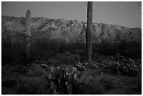 Cactus, Rincon Mountains, and star trails at night. Saguaro National Park ( black and white)