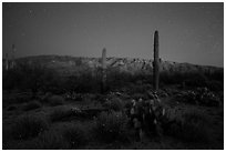 Cactus, Rincon Mountains, and star field at night. Saguaro National Park ( black and white)