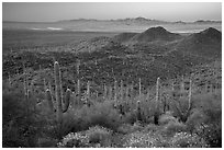 Saguaro cactus forest and Red Hills at sunrise. Saguaro National Park ( black and white)