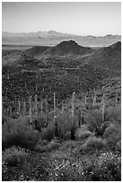 Saguaro cactus forest, Red Hills, and Kit Peak at sunrise. Saguaro National Park ( black and white)