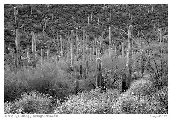 Brittlebush flowers, ocotillo and dense cactus forest. Saguaro National Park (black and white)
