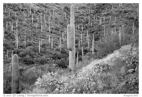 Slopes with saguaro cacti and flowering brittlebush. Saguaro National Park (black and white)