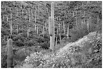 Slopes with saguaro cacti and flowering brittlebush. Saguaro National Park ( black and white)