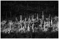 Spotlight on group of saguaro cacti. Saguaro National Park ( black and white)