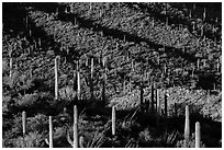 Shadows delineating ridges with saguaro cactus. Saguaro National Park ( black and white)