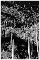 Ridges, shadows, and saguaro cacti. Saguaro National Park ( black and white)