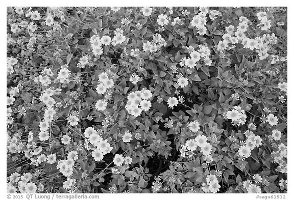 Close-up of brittlebush in bloom. Saguaro National Park (black and white)