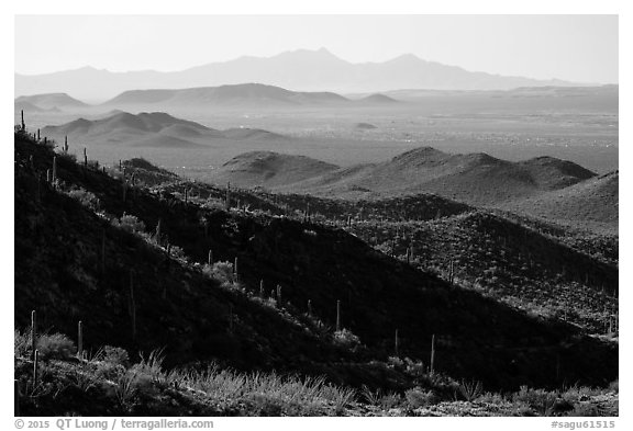 Desert mountains with saguaro-covered ridges. Saguaro National Park (black and white)