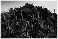 Backlit saguro cacti and hill. Saguaro National Park ( black and white)