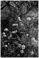 Close-up of poppies and cactus. Saguaro National Park ( black and white)