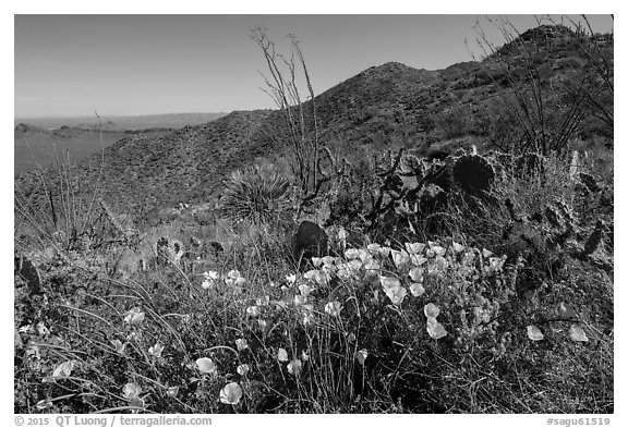 Poppies, cactus, Amole and Wasson Peaks. Saguaro National Park (black and white)