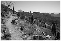 Hugh Norris Trail. Saguaro National Park ( black and white)