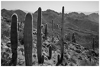 Cactus and Tucson Mountains. Saguaro National Park ( black and white)