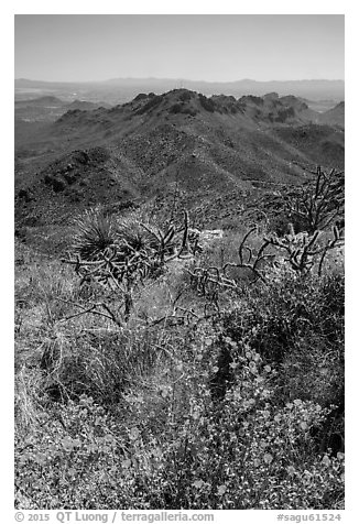 Wildflowers and Tucson Mountains. Saguaro National Park (black and white)
