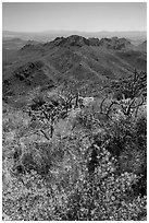 Wildflowers and Tucson Mountains. Saguaro National Park ( black and white)