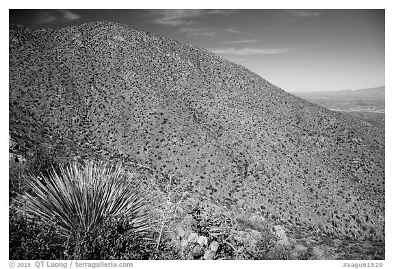 Wasson Peak. Saguaro National Park (black and white)