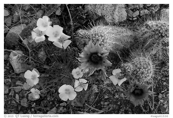 Close-up of hedgehodge cactus in bloom and poppies. Saguaro National Park (black and white)
