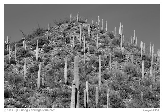 Hill with saguaro cacti in the spring. Saguaro National Park (black and white)