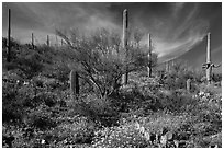 Cacti on slope carpetted with springtime blooms. Saguaro National Park ( black and white)