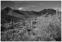 Palo Verde, cacti, and Wasson Peak. Saguaro National Park ( black and white)