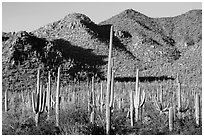 Dense saguaro forest and Red Hills. Saguaro National Park ( black and white)