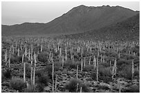 Bajada with cactus forest and Tucson Mountains at dusk. Saguaro National Park ( black and white)