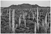 Bajada covered with cactus and Tucson Mountains at dusk. Saguaro National Park ( black and white)