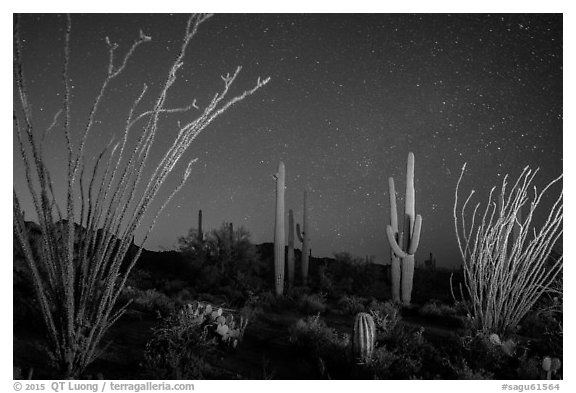 Ocotillo and saguaro cactus at night. Saguaro National Park (black and white)