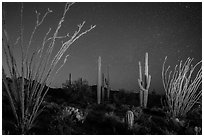 Ocotillo and saguaro cactus at night. Saguaro National Park ( black and white)
