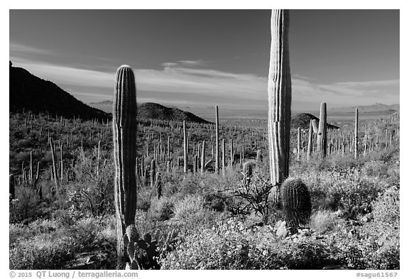 Springtime in the Sonoran Desert. Saguaro National Park (black and white)