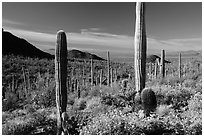 Springtime in the Sonoran Desert. Saguaro National Park ( black and white)