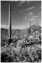 Sonoran Desert in bloom. Saguaro National Park ( black and white)