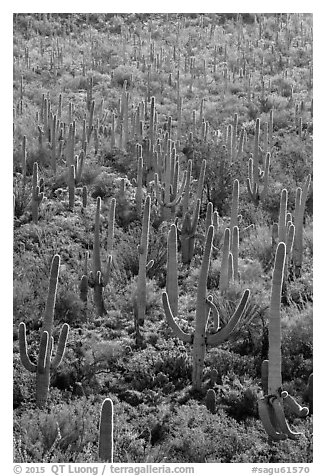 Dense saguaro cactus forest on Bajada. Saguaro National Park (black and white)
