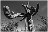 Saguaro cactus with multiple twisted arms. Saguaro National Park ( black and white)