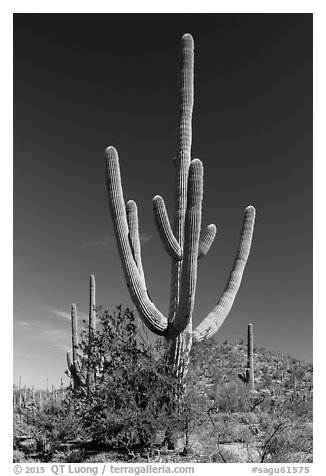 Old saguaro cactus. Saguaro National Park (black and white)