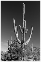 Old saguaro cactus. Saguaro National Park ( black and white)