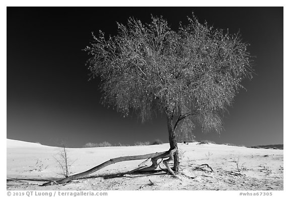 Rio Grande Cottonwood tree (Populus deltoids subspecies wizlizenii) in late autumn. White Sands National Park (black and white)