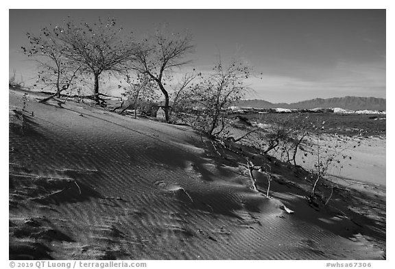 Dunes with Rio Grande Cottonwood trees. White Sands National Park (black and white)