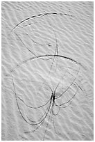 Close-up of grasses on dunes with trails. White Sands National Park ( black and white)