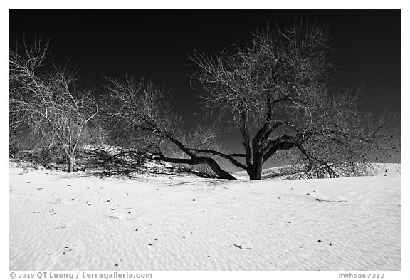 Rio Grande Cottonwood trees and sand dunes. White Sands National Park (black and white)