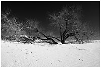 Rio Grande Cottonwood trees and sand dunes. White Sands National Park ( black and white)