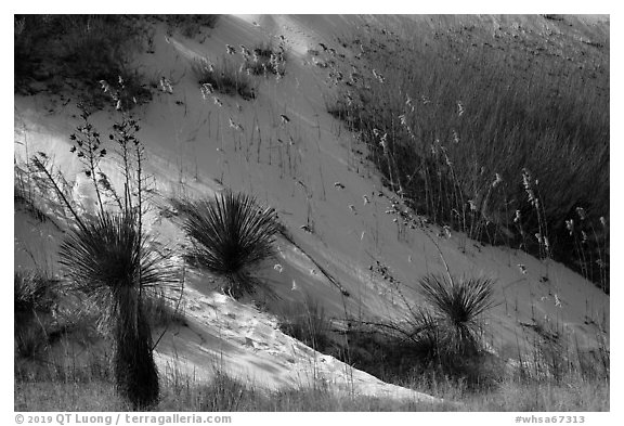 Yucca and grasses on dune flank. White Sands National Park (black and white)